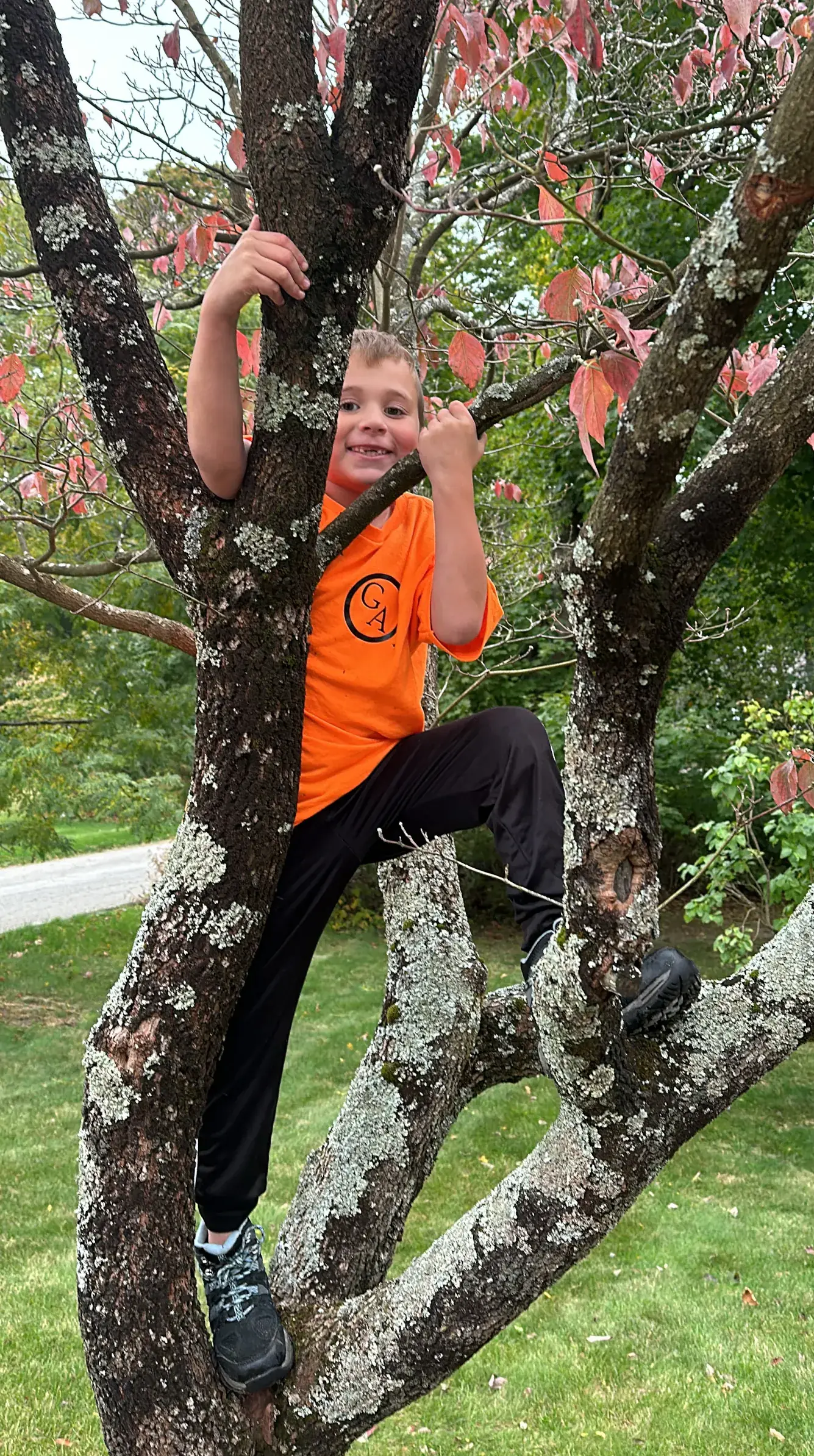 A child in a Geddis Arborists t-shirt climbing a tree
