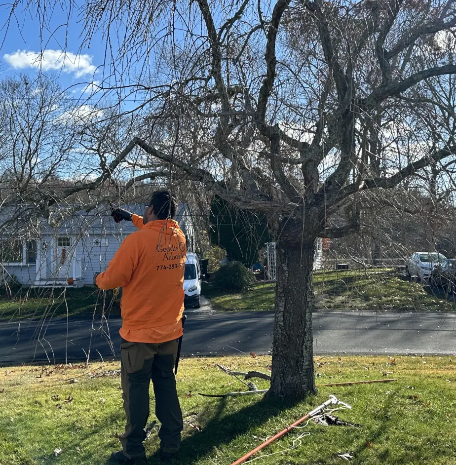 Geddis Arborists providing certified tree care