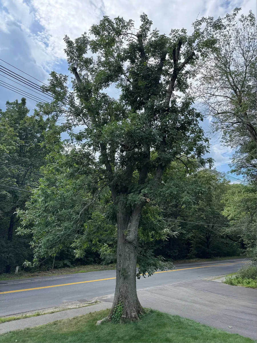 The same ash tree with a full, healthy canopy after plant health treatment