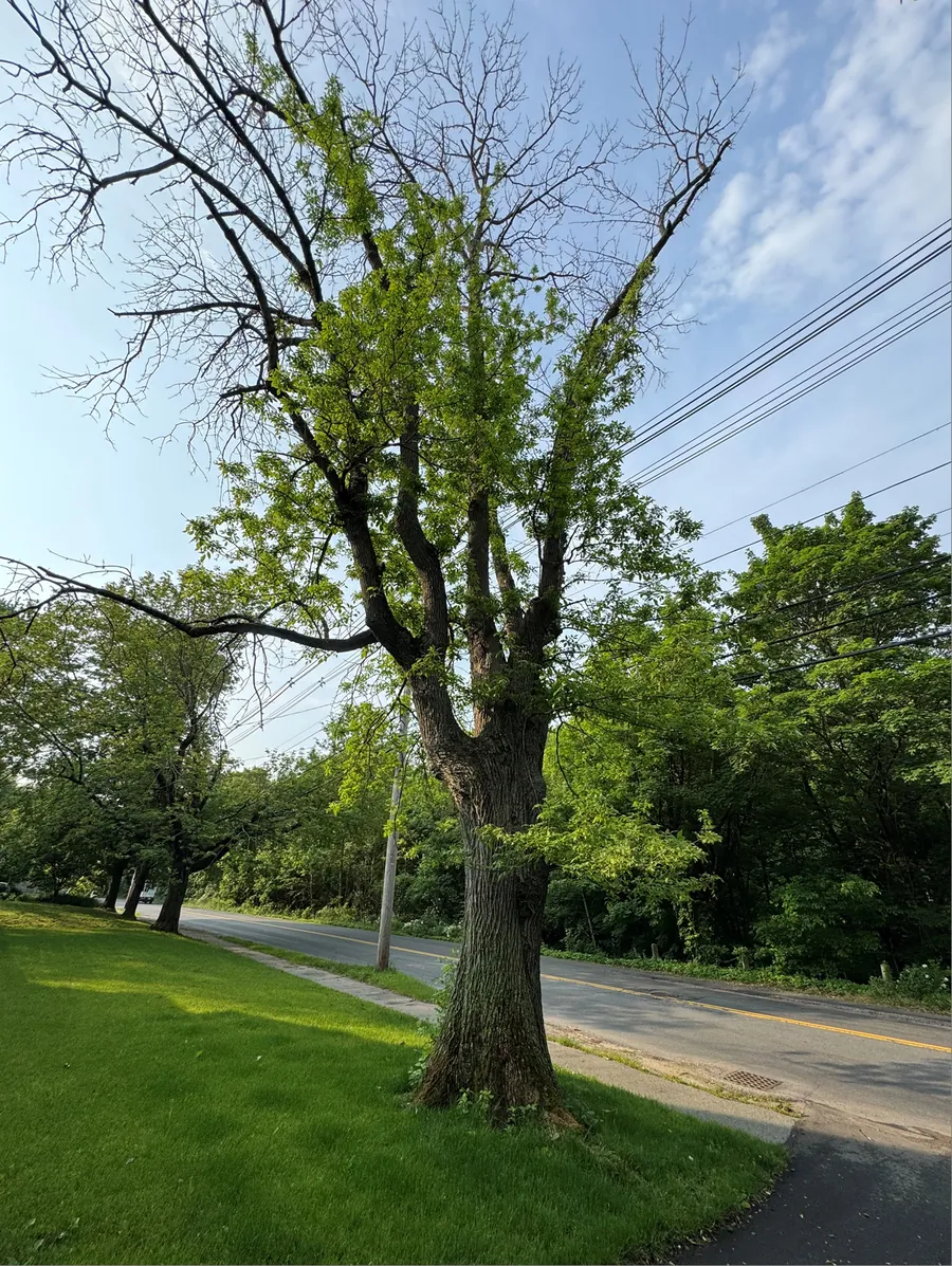 A roadside ash tree with a thin, sparse canopy before plant health treatment